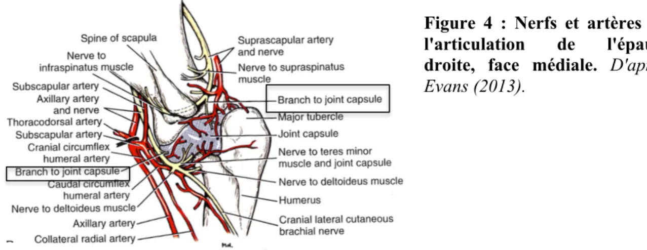 Figure  4  :  Nerfs  et  artères  de  l'articulation  de  l'épaule  droite,  face  médiale