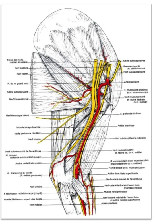 Figure 5 : Innervation et vascularisation du membre thoracique du chien. Membre  gauche, face médiale