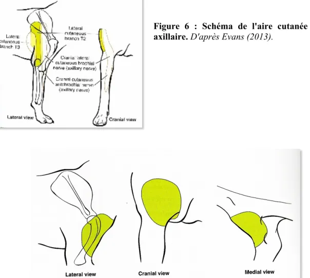 Figure 7 : Schéma illustrant l'aire cutanée du nerf brachiocéphalique. D'après Evans  (2013)