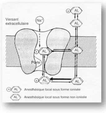 Figure 10 : Schéma du mode d'action  des anesthésiques locaux au niveau des  canaux sodiques transmembranaires