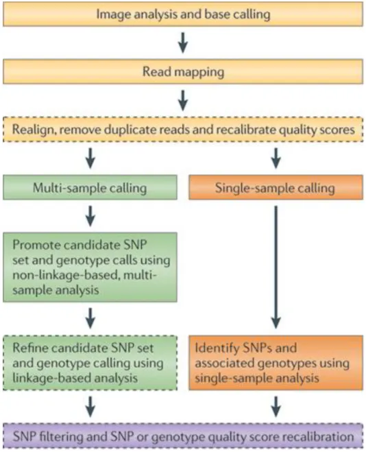 Figure 13 : Etapes pour convertir les données de séquençage de nouvelle génération en SNP ou  génotype (d’après Nielsen et al., 2011) 