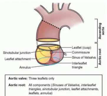 Figure 0.4 – Anatomie macroscopique des différents segments composant la racine aortique