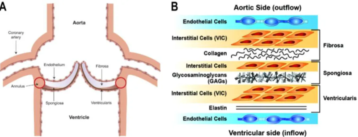 Figure 0.5 – Composition histologique des différentes couches de tissus de la valve aortique