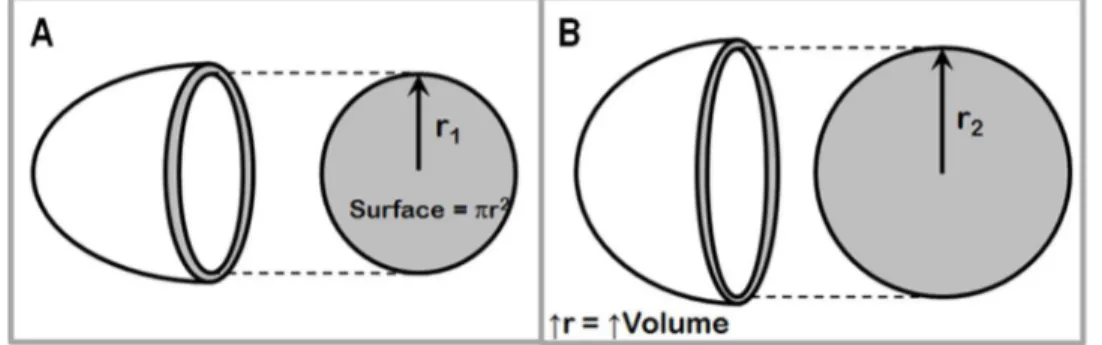 Figure 1.8 – Adaptation ventriculaire compensatoire à la suite d'une surcharge de volume chronique