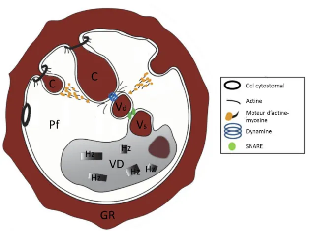 Figure 6 : L’endocytose et le transport de l’hémoglobine (Hb) via les vésicules.  Pf : Plasmodium falciparum, GR : Globule rouge, C : Cytostome, Vd : Vésicule à membrane  double, Vs : Vésicule à membrane simple, VD : Vacuole digestive, Hz : Hémozoïne