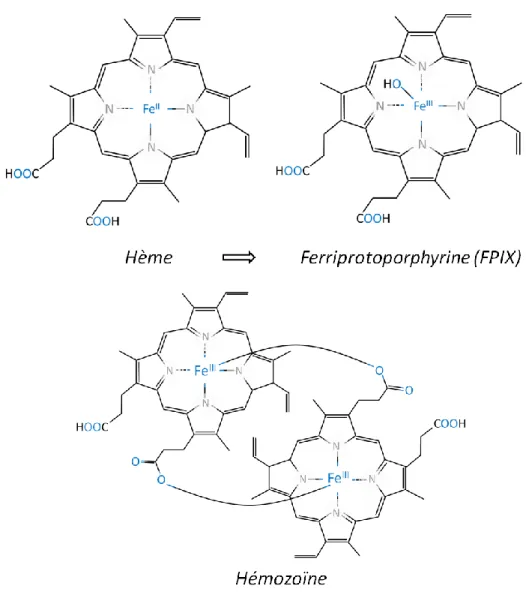 Figure 7 : Structures moléculaires des produits de dégradation de l’hémoglobine (Hb).  Image produite par Marie-Ève Crochetière 