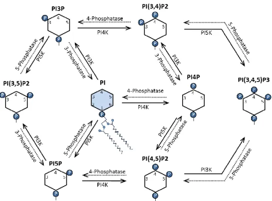 Figure 8 : Structures des différents phosphoinositides (PIP) et leurs transformations  Image produite par Marie-Ève Crochetière 