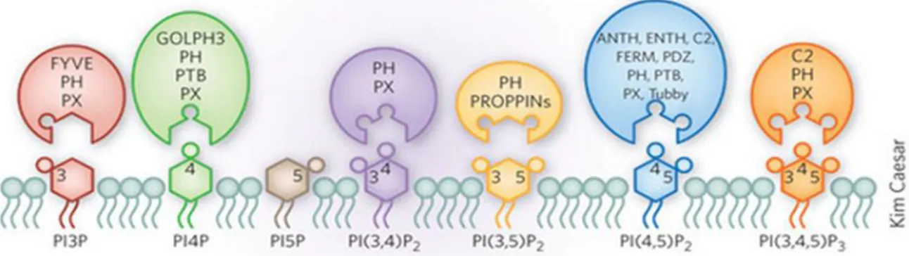 Figure 9 : Les phosphoinositides et leurs domaines de liaisons spécifiques  Image tirée de  68