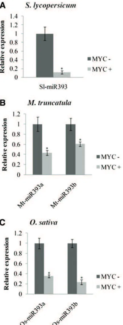 Figure 1. Down-regulation of premiR393 in AM symbiosis. Quantifi- Quantifi-cation by quantitative reverse transcription (qRT) -PCR of the  expres-sion of premiR393 in nonmycorrhizal (MYC2) and mycorrhizal (MYC+) roots of tomato (A), M