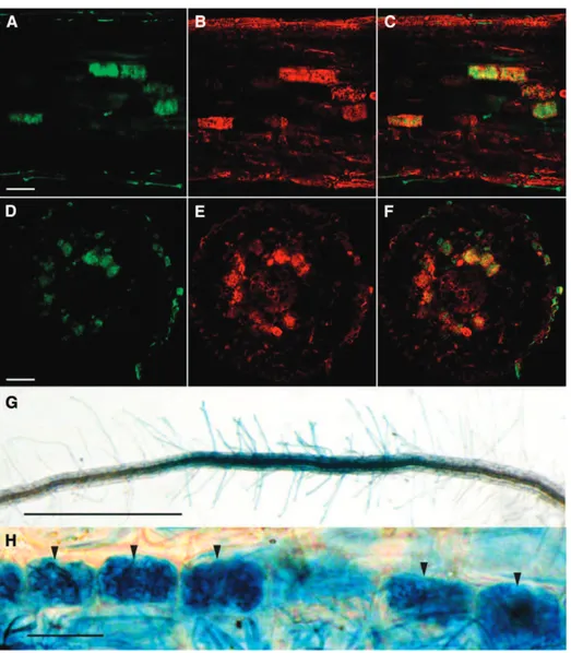 Figure 4. DR5:GUS expression in arbuscule-containing cells of M. truncatula and rice roots colonized by R