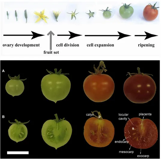 Figure  1.  Different  stages  of  tomato  fruit  development  and  anatomical  details