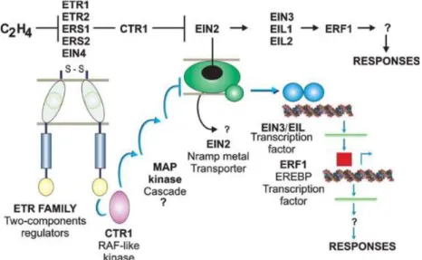 Figure  2.  Genetic  interactions  and  biochemical  identities  of  the  ethylene  signal  transduction pathway components