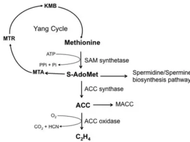 Figure 3. The ethylene biosynthetic pathway. (from Arc et al., 2013) 