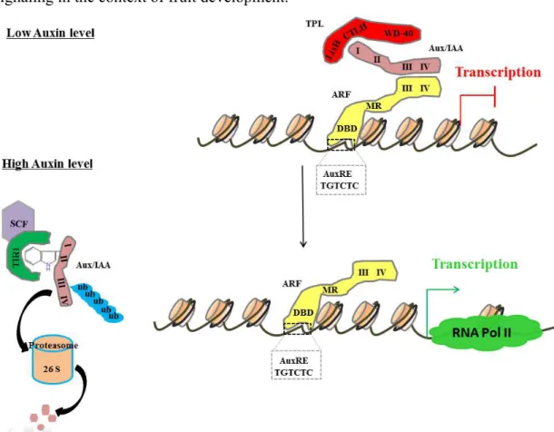 Figure  1.  The  TIR1  auxin  signaling pathway.  In  the  absence  of  auxin,  Aux/IAA  proteins  form  dimers  with  ARFs  to  inhibit  their  activity  by  recruiting  the  TPL  co-repressors