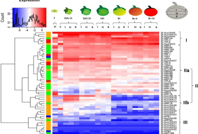 Figure  2.  The  expression  profile  of  auxin  signaling  components  in  tomato  from  fruit  initiation to ripening