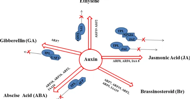 Figure 4. Auxin signaling components affect other plant hormone responses. Auxin can  affect Jasmonic Acid responses via ARF6, ARF8, IAA8 and TPL which can interact with JAZ  to  modulate  transcription  of  JA  regulated  genes