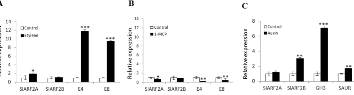 Figure  2.  Auxin  and  ethylene  responsiveness  of  SlARF2A  and  SlARF2B  genes.  (A)  Quantitative  RT-PCR  analysis  of  SlARF2A  and  SlARF2B  after  ethylene  treatment