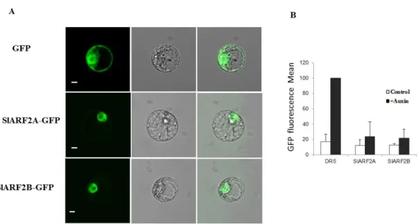 Figure 3. Subcellular localization and functional analysis of SlARF2A and SlARF2B by  signal cell system