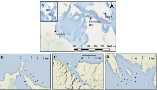 Figure  1.  Geographical  location  of  Churchill,  Deception  Bay  and  Iqaluit  ports  in  the  Canadian Arctic (map A) and distribution of stations within Churchill (map B), Deception  Bay (map C) and Iqaluit (map D)