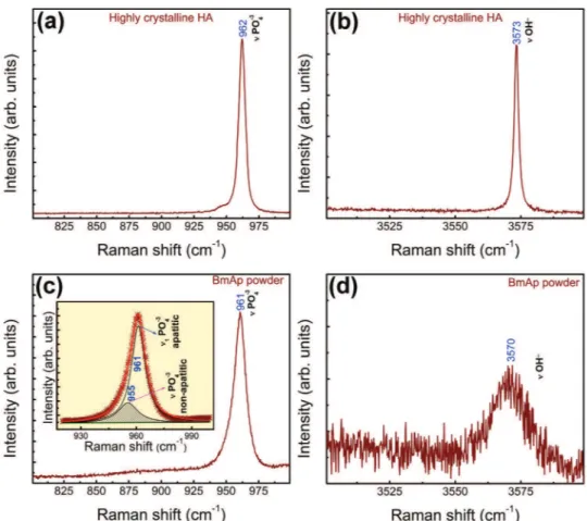 Fig. 5. Raman spectra of highly crystalline HA (a and b) and BmAp powder (c and d) in the spectral regions of n 1 (PO 4 ) 3− (a and c) and n S (OH) − (c and d) bands