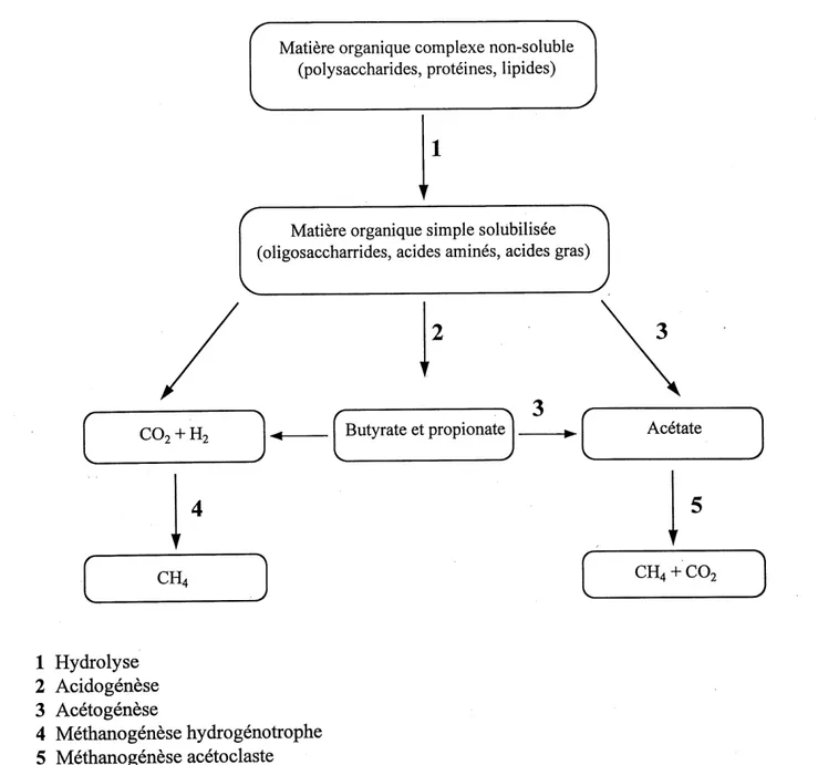 Figure 2.1 Schema simplifie de la digestion anaerobie