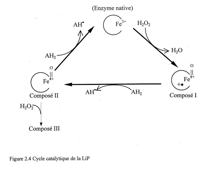 Figure 2.4 Cycle catalytique de la LiP