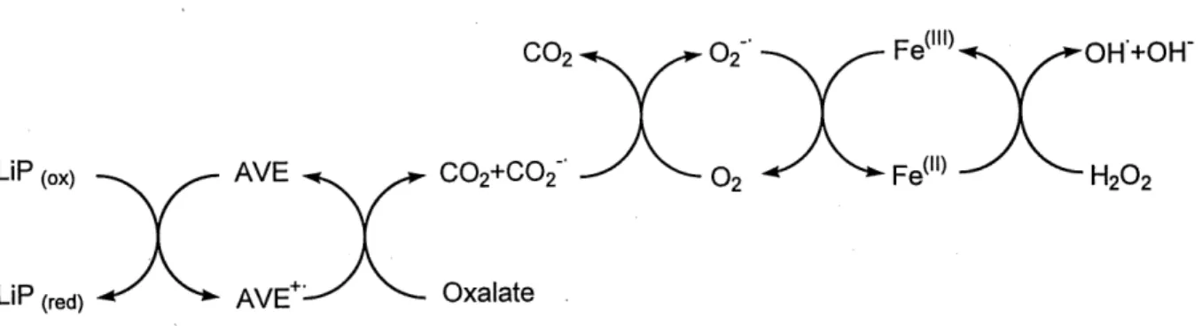 Figure 2.6 Mecanisme propose de production du radical hydroxyle par la LiP