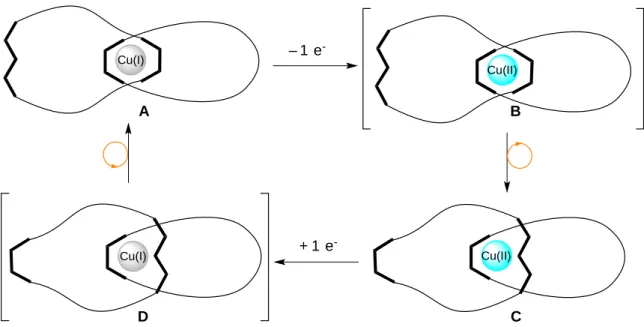 Figure I.6  Structures des formes A et C des caténanes de cuivre. 