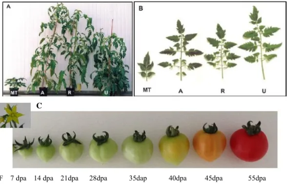 Fig. 2: Plants of MicroTom, Ailsa Craig, Rutgers, and UC-82A): Entire plants at the  time  of  flowering  (~  2  months  old)