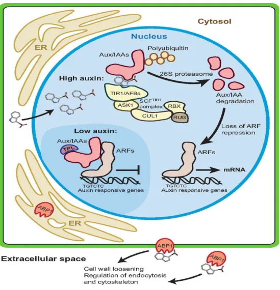 Fig. 6: The key components in auxin perception and signalling.  Auxin can modulate  both transcriptional regulation and transcription-independent responses