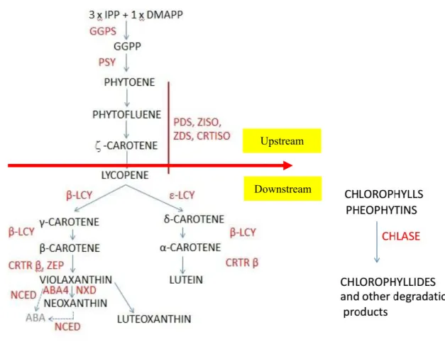 Fig. 7: The carotenoid biosynthetic pathway based on Giuliano et al. (2008).  Names  of intermediate compounds are in black and names of enzymes are in red