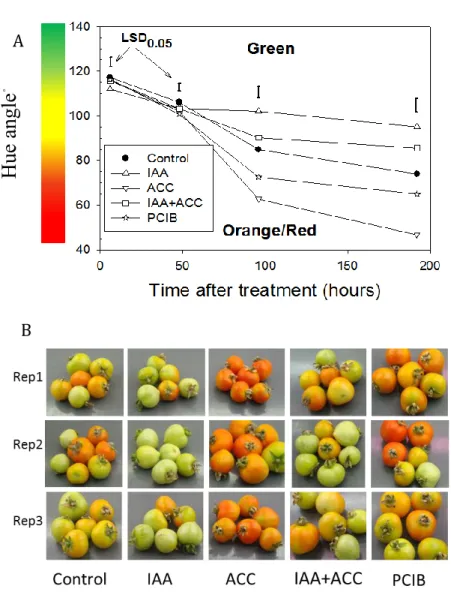 Fig. 8: A): Changes of tomato color as a function of time after hormonal treatments,  n = 6