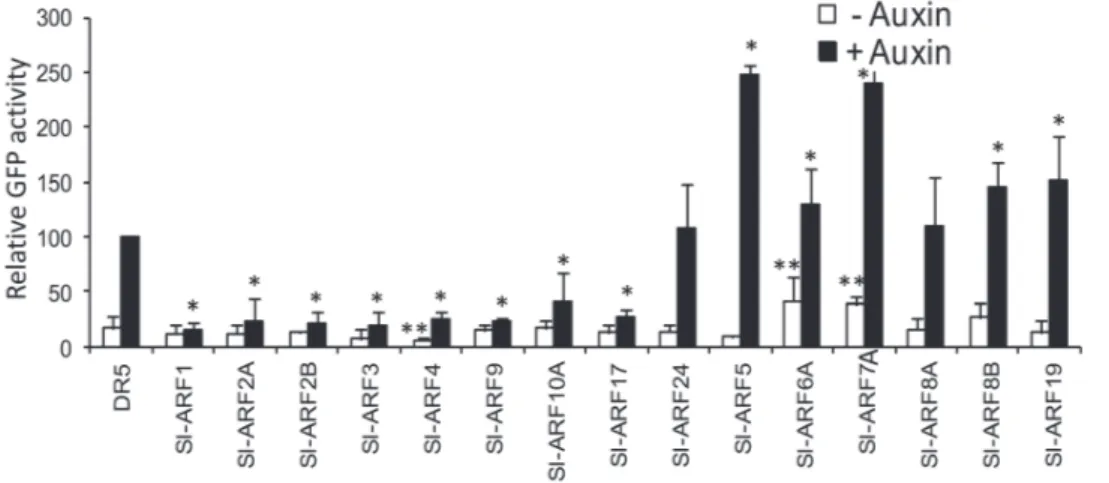 Figure 2. Sl-ARF factors differentially regulate the expression of reporter genes driven by synthetic and native auxin-responsive promoters