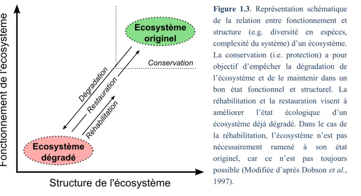 Figure  1.3.  Représentation  schématique  de  la  relation  entre  fonctionnement  et  structure  (e.g