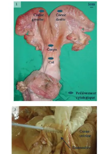 Figure 12 : Prélèvements ex vivo sur utérus d’abattoir (Deguillaume, 2011).  1. Sites des prélèvements  