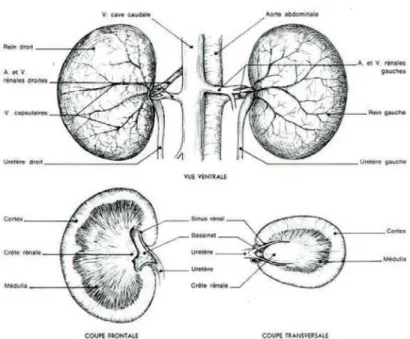 Figure 1 : Conformation externe et interne des reins du chat (Barone, 2001) 