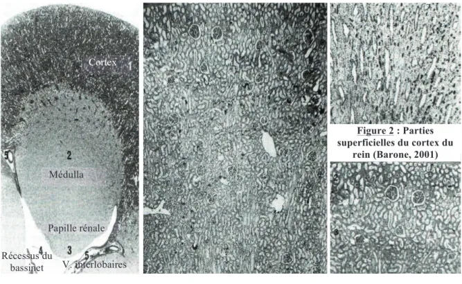 Figure 5 : Coupe d'un lobe  rénal (Barone, 2001) 