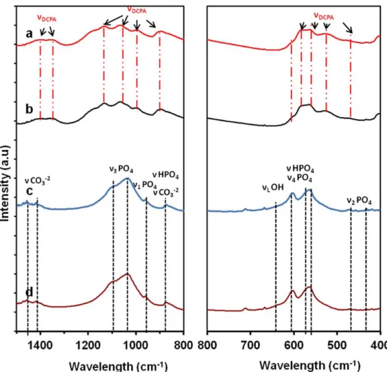 Fig. 5: FT-IR spectra of the 24 th  hr samples a) TCP/HPO b) Hap/HPO c) TCP/ADP d) HAp/ADP   3.3 FTIR 