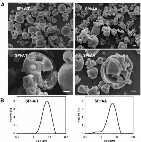 Fig. 4.  (A) Scanning electron micrographs ( external and internai structures. scale bar - 2 µm) and (B) particle size distributions of SPI-A/T and SPI/M microparticles