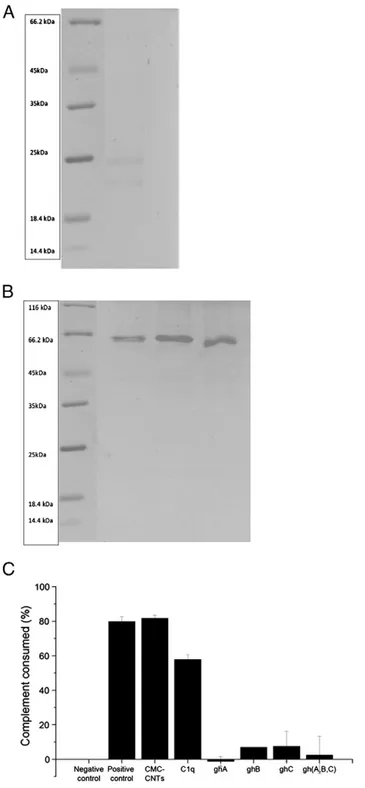 Figure 4. (A) Binding of C1q onto CMC-CNTs. Samples of CMC-MWNTs incubated with purified C1q and washed extensively were analysed by  SDS-PAGE (8%) in reduced conditions