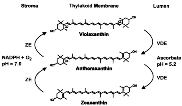 Figure  1.3.  Cycle  des  xanthophylles.  VDE :  violanxanthine  dé-époxydase,  ZE: zéaxanthine époxydase (tiré de Hieber et al