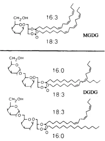 Figure  1.4.  Les  monogalactosyldiacylglycérols  (MGDG)  et  digakactosyldiacylglycérols  (DGDG)  sont  les  principaux  glycéroglycolipides  retrouvés dans les membranes des tissus  photosynthétiques