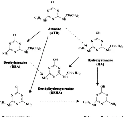 Figure  1.5.  Voies  de  dégradation  de  l'atrazine.  Les  flèches  pleines  représentent  une  N-déalkylation  et  les  flèches  pointillées,  une  déchlorination  de  la  molécule (Tiré de Lin et al