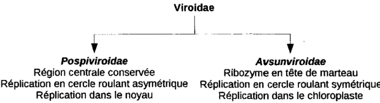 Figure 1.2 - Caractéristiques des  Pospiviroidaes et  des  Avsunviroidaes. 