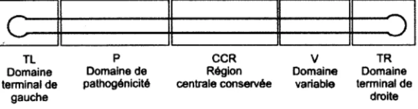Figure 1.3-5 domaines caractéristiques de la structure secondaire des Pospiviroidae. 