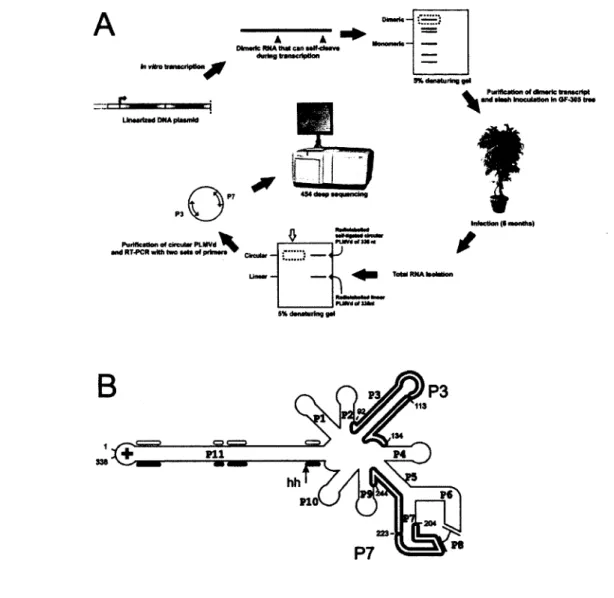 Figure 3.1 - De PLMVd.282 au séquençage en profondeur. (A)  Description de l'expé­ rience