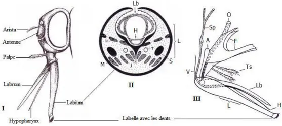 Figure 2: pièces buccales de Stomoxys calcitrans 