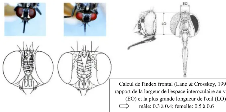 Figure 3: sexage de Stomoxys calcitrans se basant sur l'index frontal       (d'après A