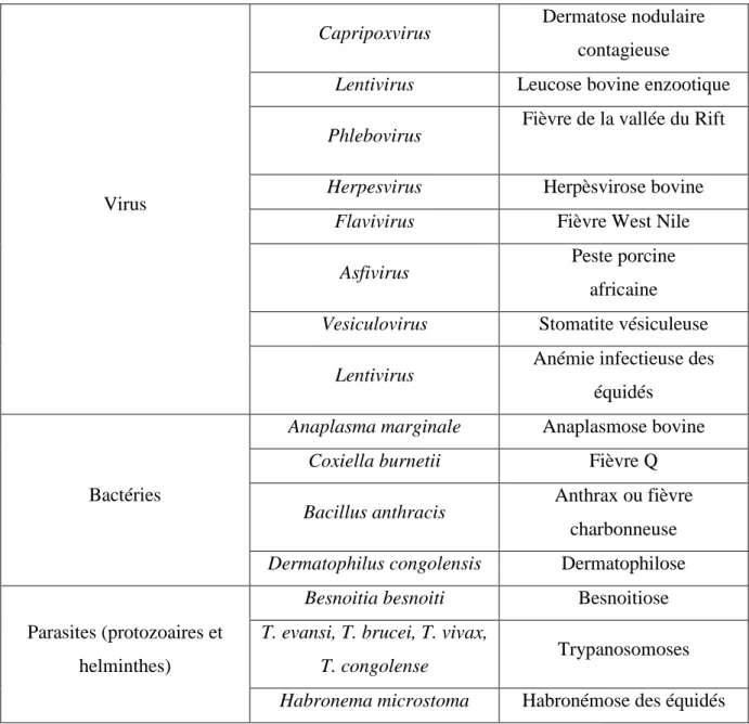 Tableau 2: agents pathogènes et maladies transmis au bétail par Stomoxys calcitrans  (d'après Baldacchino et al., 2013) 