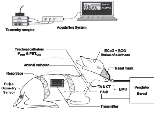 FIG  1.  Schematic  representation  of  the  experimental  set-up  in  nonsedated  newborn  lambs